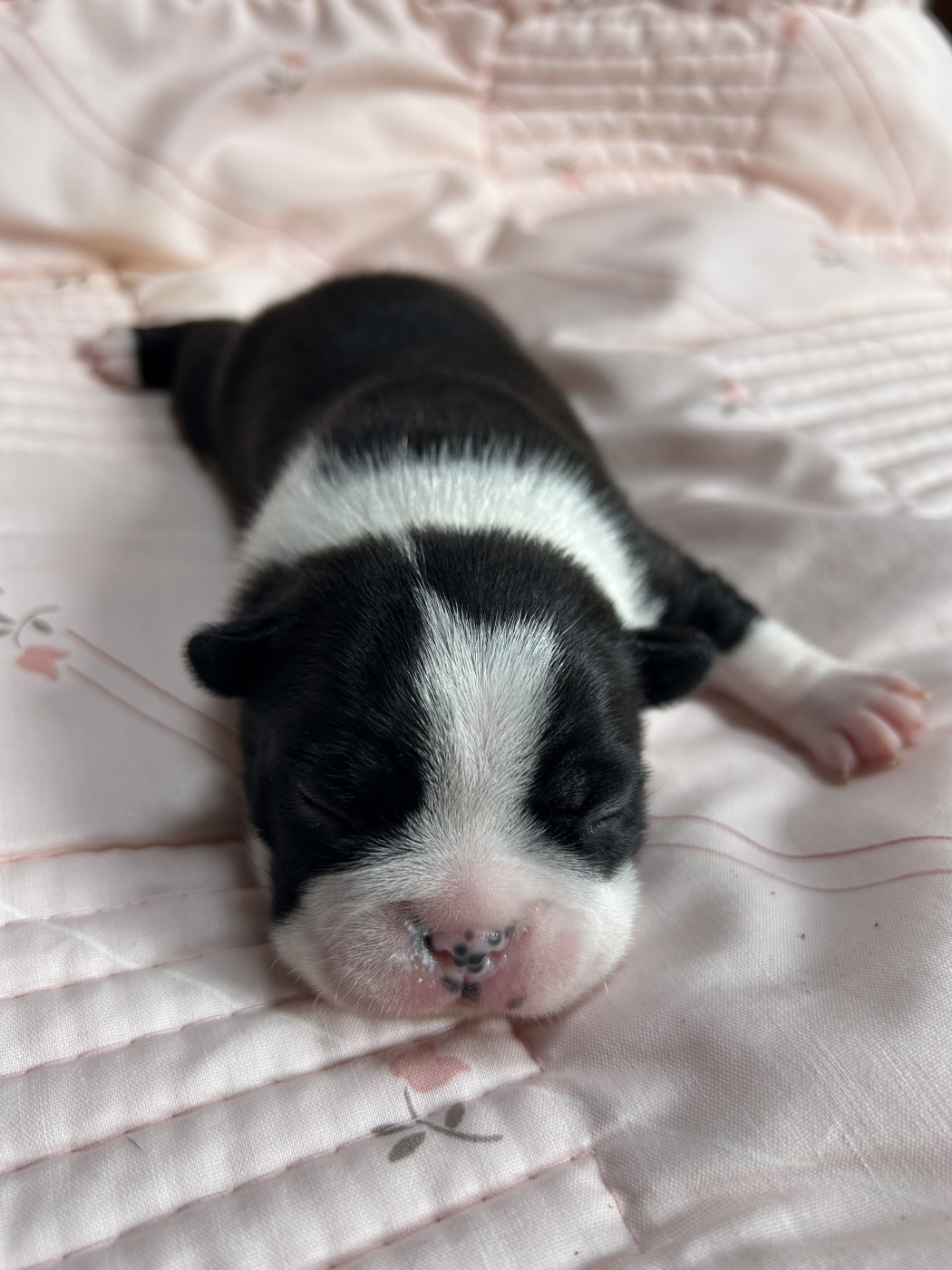 de la Vallee du Soleil - Chiots disponibles - Boston Terrier