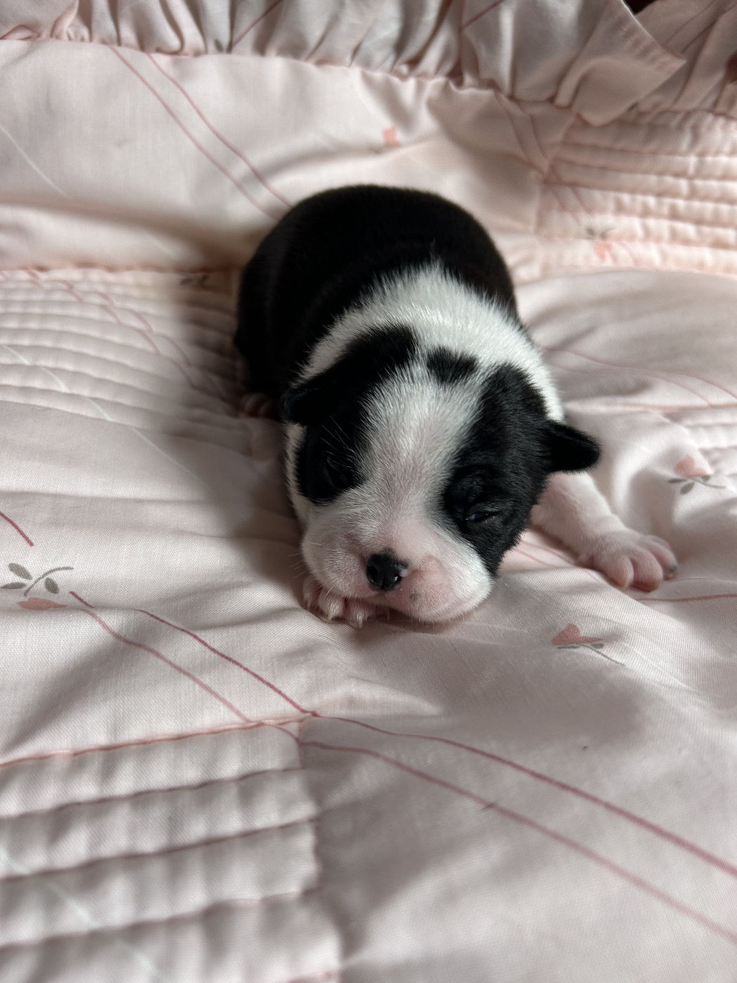 de la Vallee du Soleil - Chiots disponibles - Boston Terrier