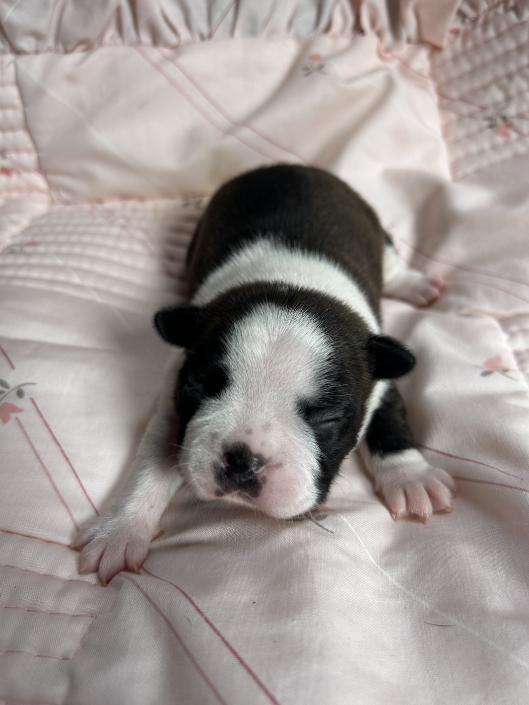 de la Vallee du Soleil - Chiots disponibles - Boston Terrier
