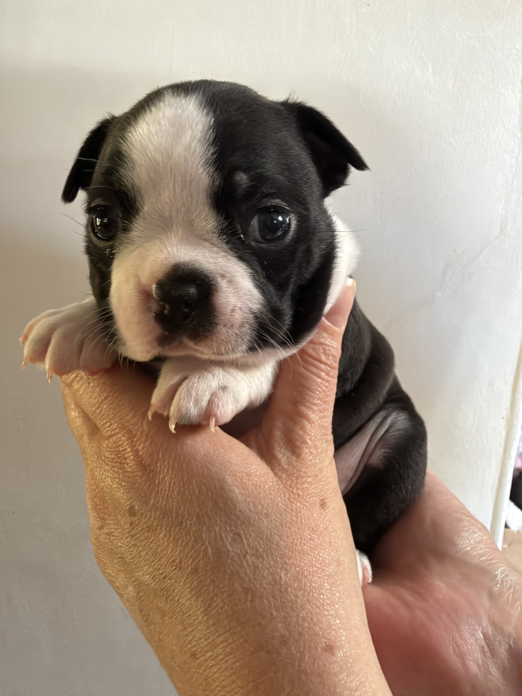 de la Vallee du Soleil - Chiots disponibles - Boston Terrier