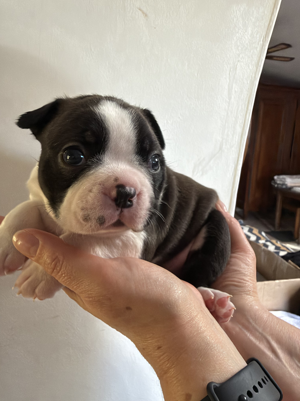 de la Vallee du Soleil - Chiots disponibles - Boston Terrier