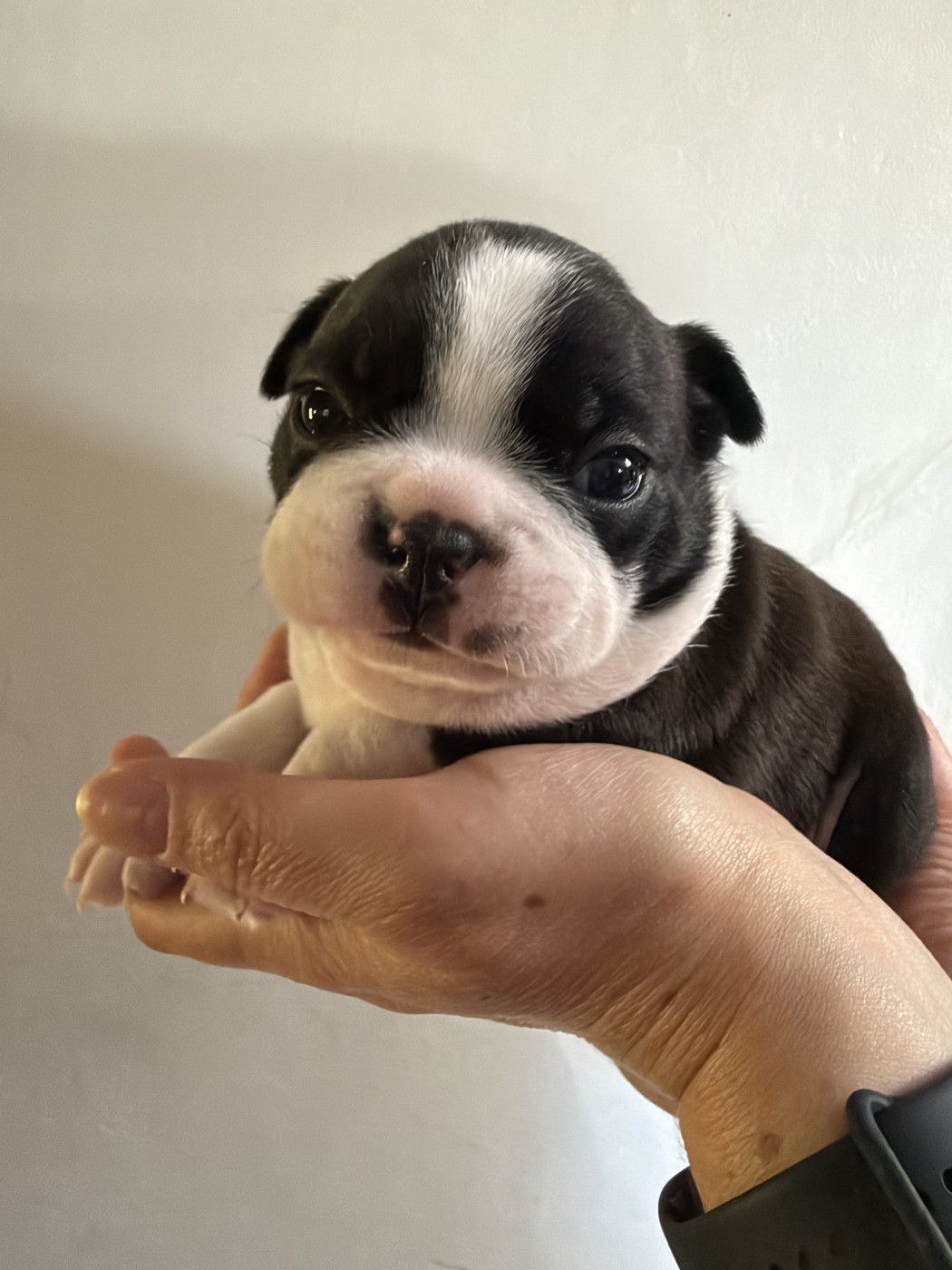 de la Vallee du Soleil - Chiots disponibles - Boston Terrier