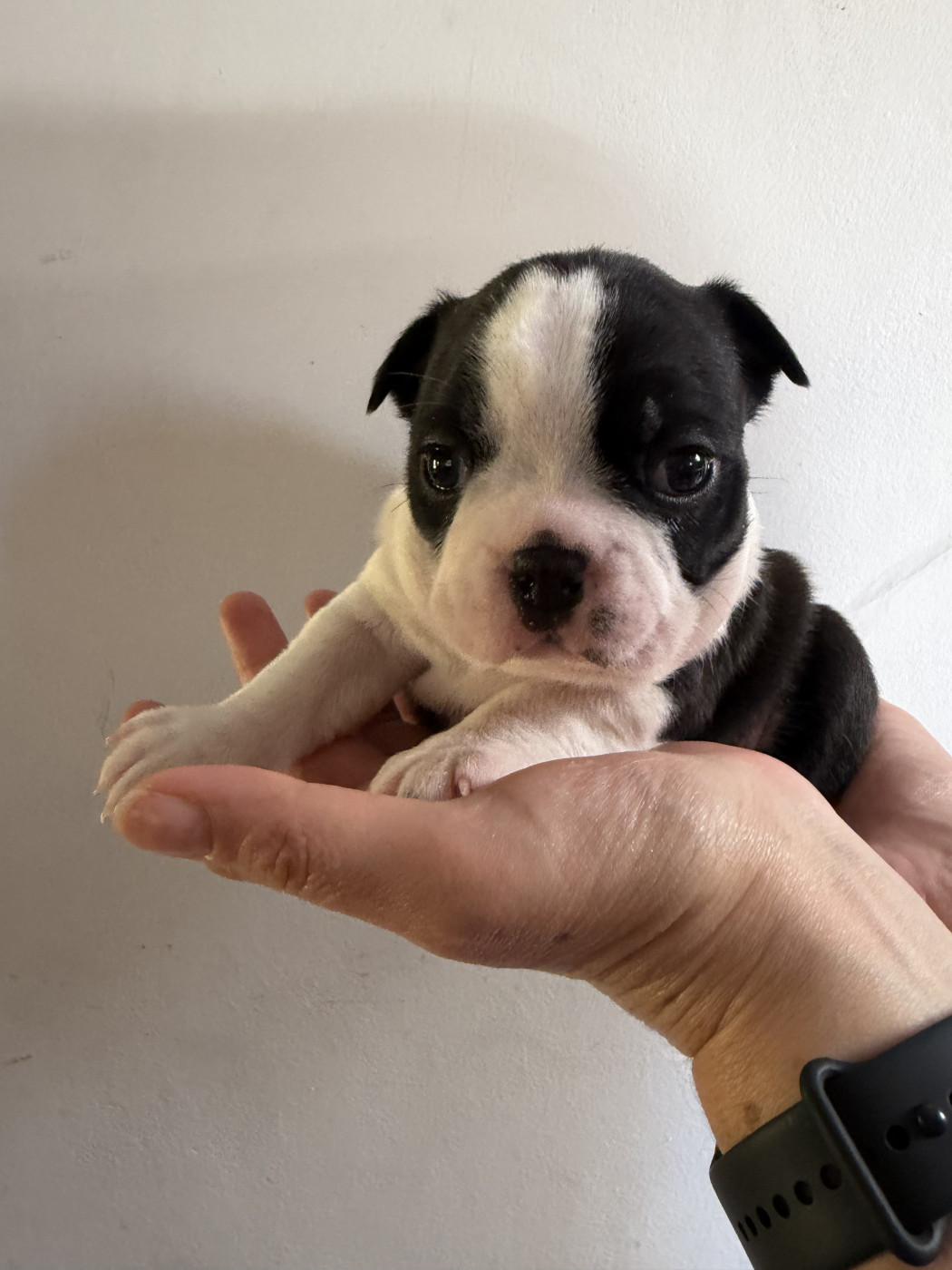 de la Vallee du Soleil - Chiots disponibles - Boston Terrier