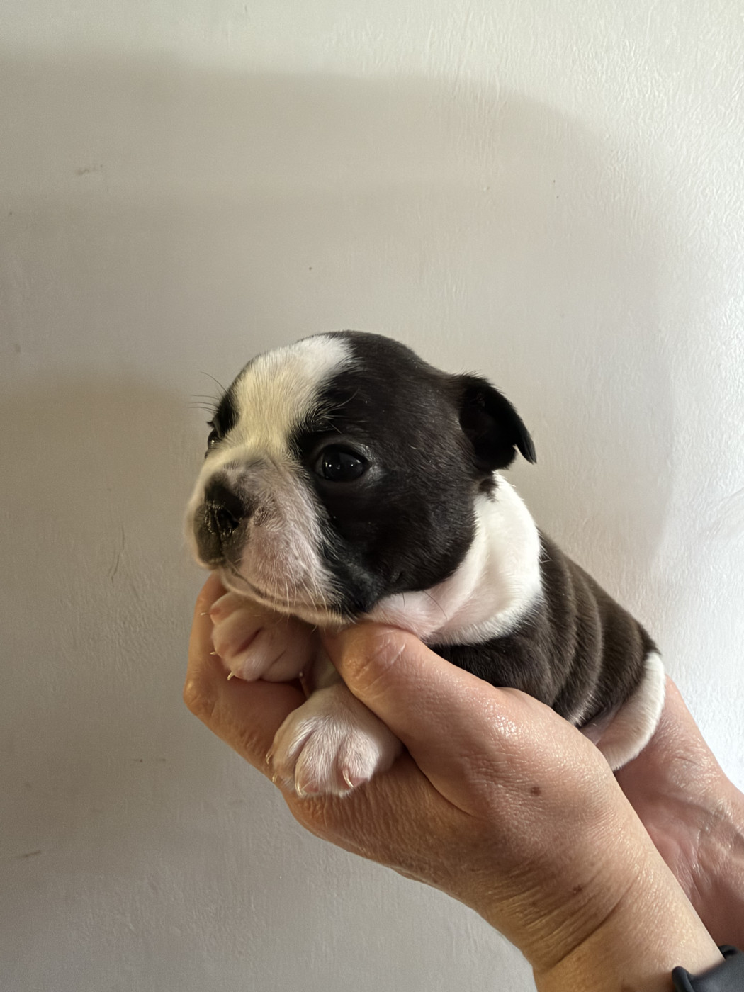 de la Vallee du Soleil - Chiots disponibles - Boston Terrier