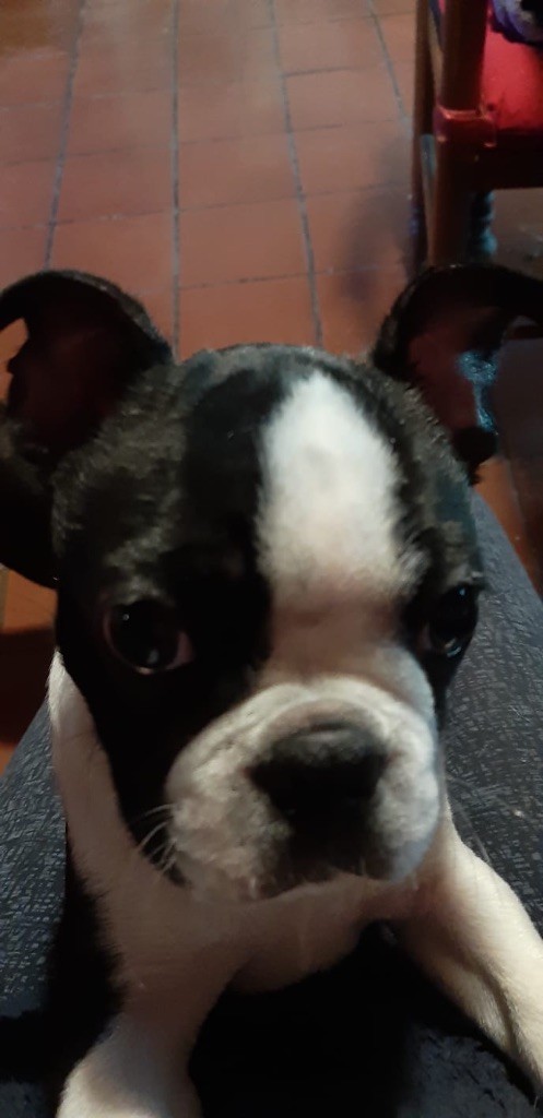 de la Vallee du Soleil - Chiots disponibles - Boston Terrier