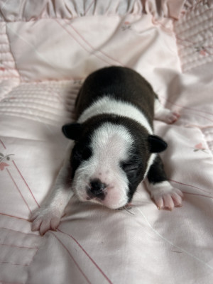 Chiot N°5